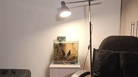 immagine stream di Mia_belmont